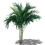 Large Areca palm