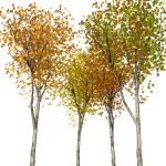 A selection of small autumn trees.<Br><Br...