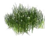 A variety of grass clumps; approx 2ft (0.6m) squar...