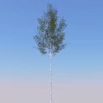 Birch trees suitable for architectural accenting/s...
