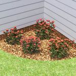 A selection of 4 bilboard rose bushes