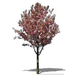 Kwanzan Cherry (prunus serrulata 'Kwanzan'). Sketc...