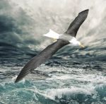 Albatross in flight mode