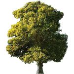 Mature English Oak tree (Quercus robur). approx 40...
