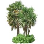 Small group comprising Chusan palm (trachycarpus f...