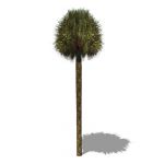 Palmetto Palm (Sabal palmetto) approx 30' / 10m hi...