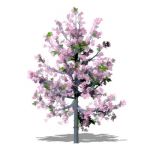 Series of young ornamental cherry trees in Blossom...