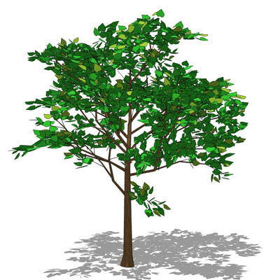 Linden/Lime tree 3D Model - FormFonts 3D Models & Textures
