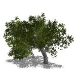 Large generic old tree in 4 variants. It will stan...