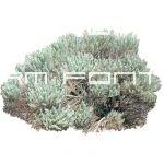 Sagebrush plant; medium resolution png file