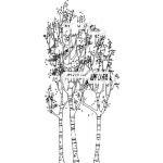 A stand of silver birch trees in sketchy graphic s...