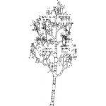 Silver Birch in sketchy graphic style. Transparent...