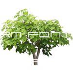 Fig tree (Ficus carica) transparent png