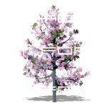Cherry tree in blossom; transparent png