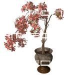 Small cherry tree in pot. Low angle 2. Transparent...