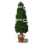 Cypress tree in pot 1024 px high
