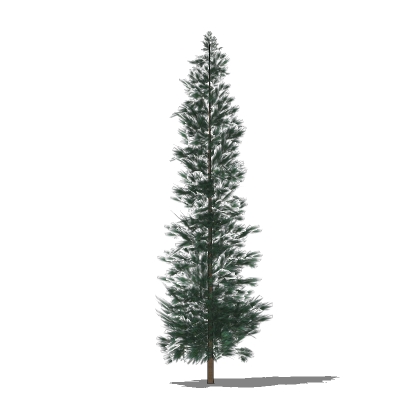 3D Polygonal Textured Model of a Pine Tree
