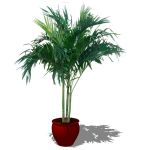 View Larger Image of Areca palm