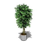 View Larger Image of Potted Ficus