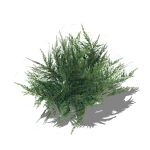 View Larger Image of Junipers