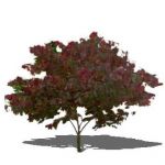 View Larger Image of Cercis canadensis
