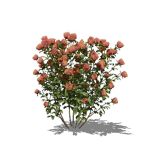 View Larger Image of Pink rose bushes