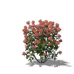 View Larger Image of Pink rose bushes