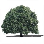 View Larger Image of FF_Model_ID8344_0016tree.jpg