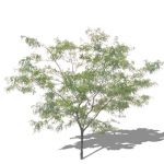 View Larger Image of FF_Model_ID8534_0017tree.jpg