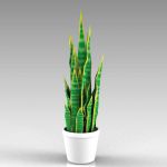 View Larger Image of FF_Model_ID905_1_sansevieria.jpg