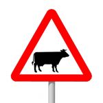 European warning sign: Cattle  Bestiaux  Vieh