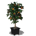 Orange tree in planter...3D planter, 2D plant.