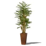 6'/2m phoenix bamboo in planter