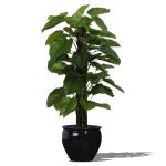 2D Face Me Philodendron in pot