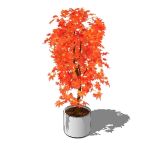 2.5D red maple...freestanding and in planter