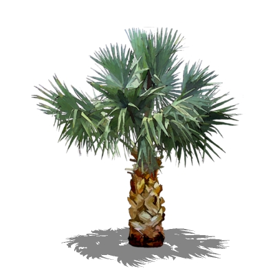 Face Me Bismark Palm (Bismarckia nobilis). 