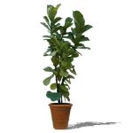 Fiddleleaf plant (Ficus lyrata) in pot