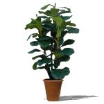 Fiddleleaf plant (Ficus lyrata) in pot