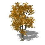 Geometrees are exactly that�plants that are largel...