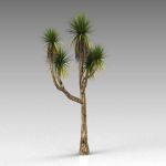 Joshua Tree; approx height 14ft / 4.5m