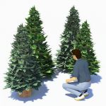 Low-poly small conifers...freestanding and in plan...