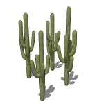4 variations of saguaro cacti.