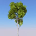 4 seasonal variations of a Cottonwood tree (Populu...
