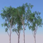Four large Eucalyptus trees