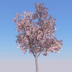 4 variations of cherry trees