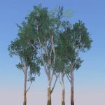 Eucalyptus leucoxylon, variously known as Blue Gum...