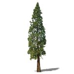 Two SketchUp Face Me examples of Sequoia giganteum...