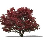 Young Japanese Maple...approx 12' / 4m high. Sketc...