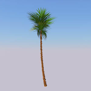 View Larger Image of Paurotis Palm