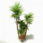 Paurotis or Wright Palm (Acoelorrhaphe wrightii). ...